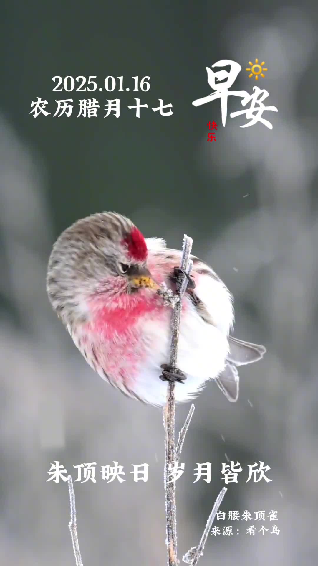 朱顶映日岁月皆欣农历腊月十七愿您鸿运当头笑拥清风早安