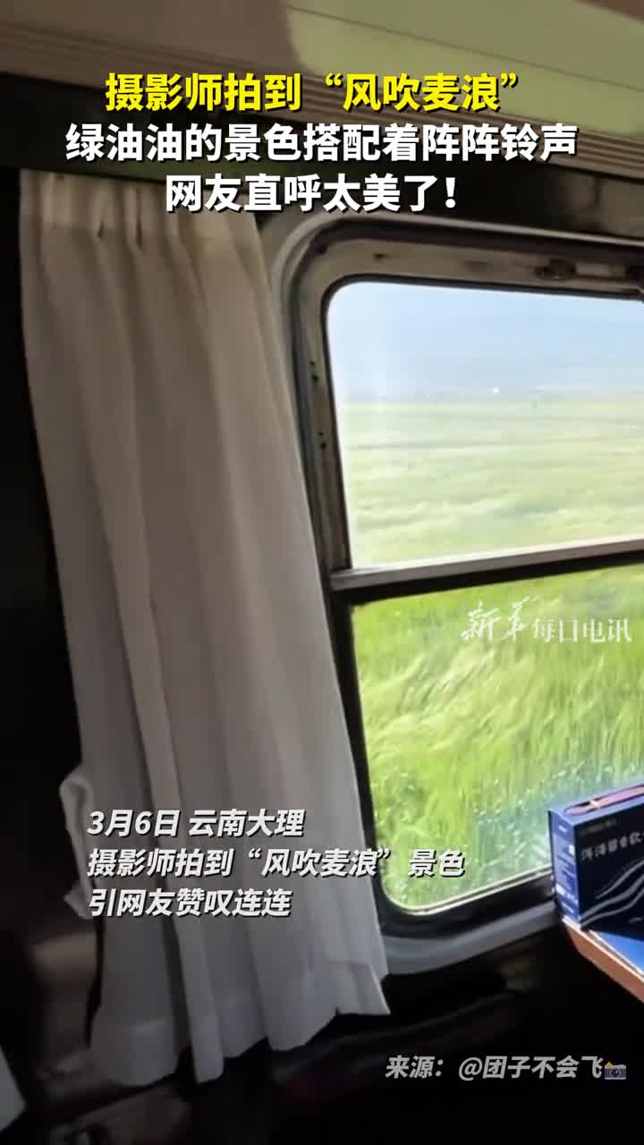 摄影师拍到风吹麦浪绿油油的景色搭配着阵阵铃声网友直呼太美了