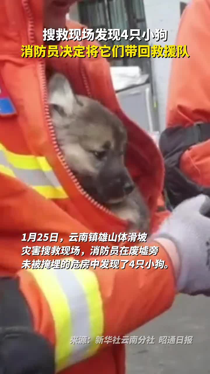 搜救现场发现4只小狗消防员决定将它们带回救援队