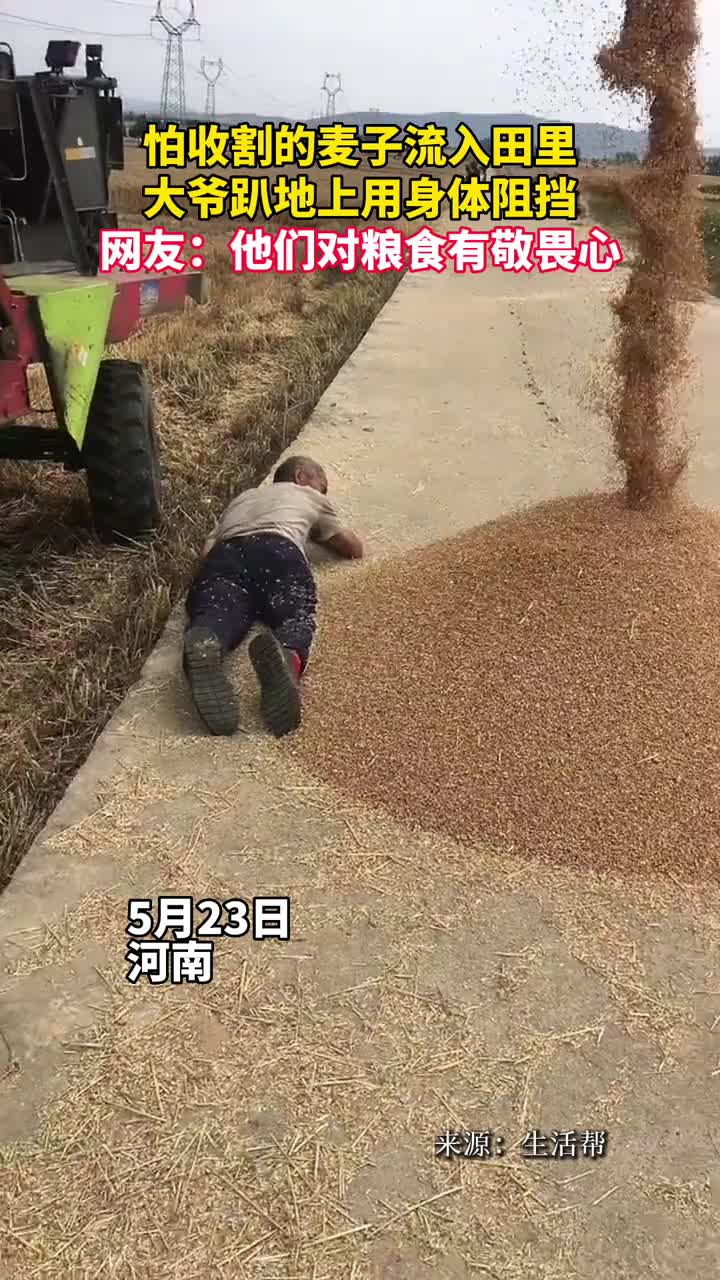 怕收割的麦子流入田里大爷趴地上用身体阻挡网友他们对粮食有敬畏心