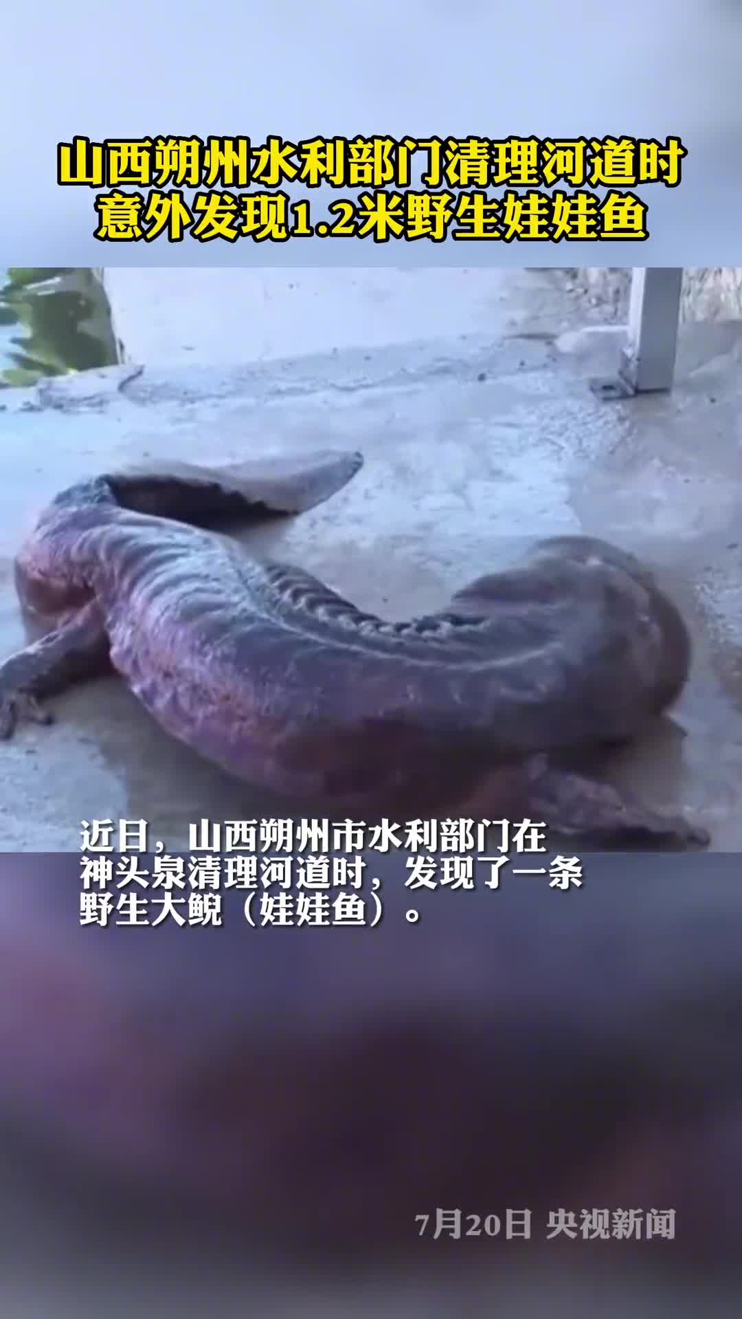 山西清理河道意外发现12米野生娃娃鱼