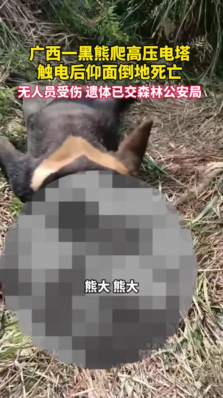 广西一黑熊爬高压电塔触电后仰面倒地死亡