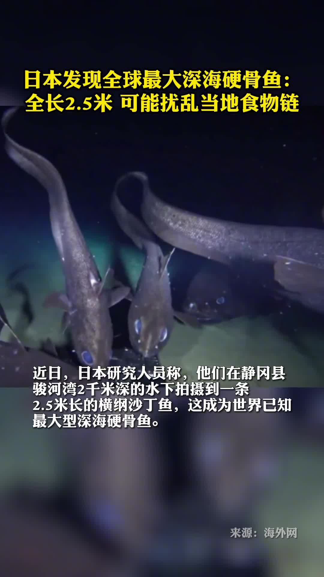 日本发现全球最大深海硬骨鱼全长25米可能扰乱当地食物链