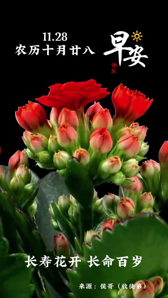 每日祝福新的一天愿你四季平安喜乐常伴早安