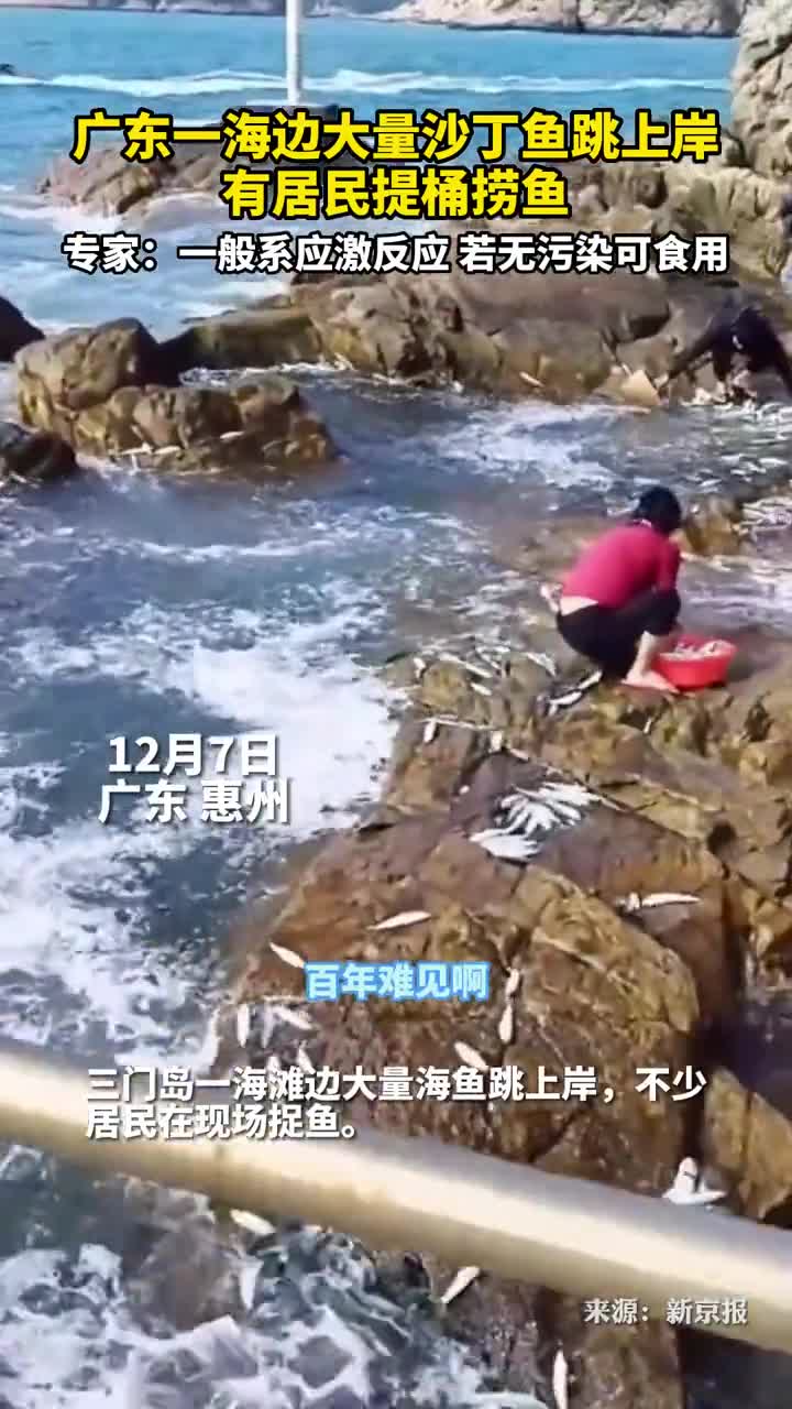 广东一海边大量沙丁鱼跳上岸有居民提桶捞鱼专家系应激反应水质良好可食用