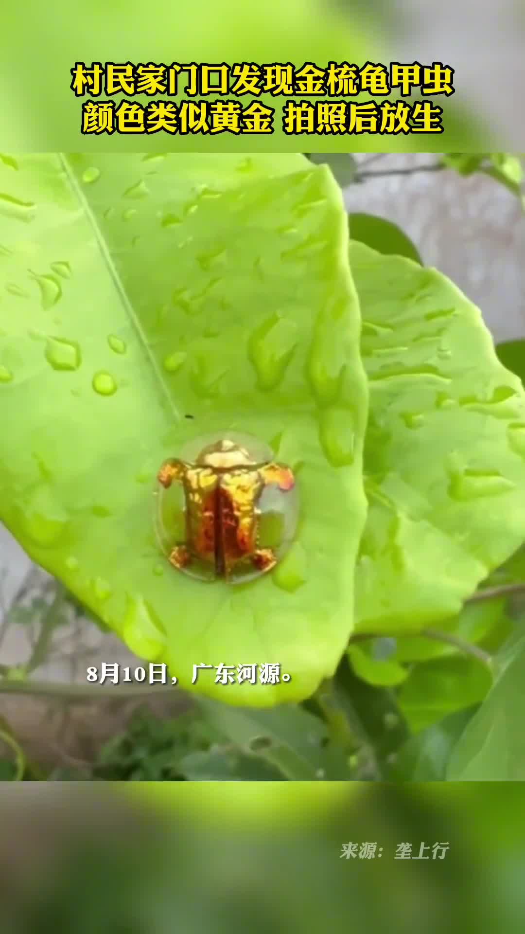村民家门口发现金梳龟甲虫颜色似黄金