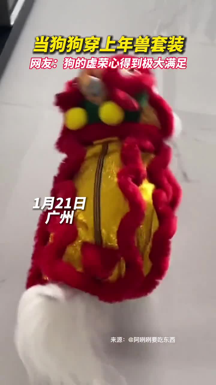 当狗狗穿上年兽套装网友狗的虚荣心得到极大满足