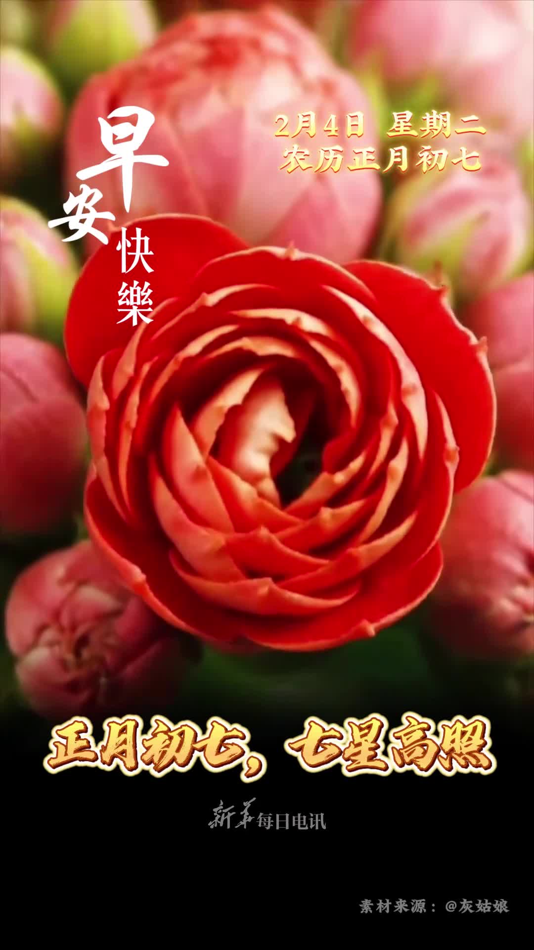 正月初七七星高照长寿花开福寿双全恭祝您和家人人寿年丰家和业兴早安