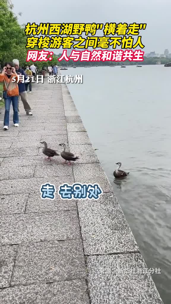 杭州西湖野鸭横着走穿梭游客之间毫不怕人网友人与自然和谐共生