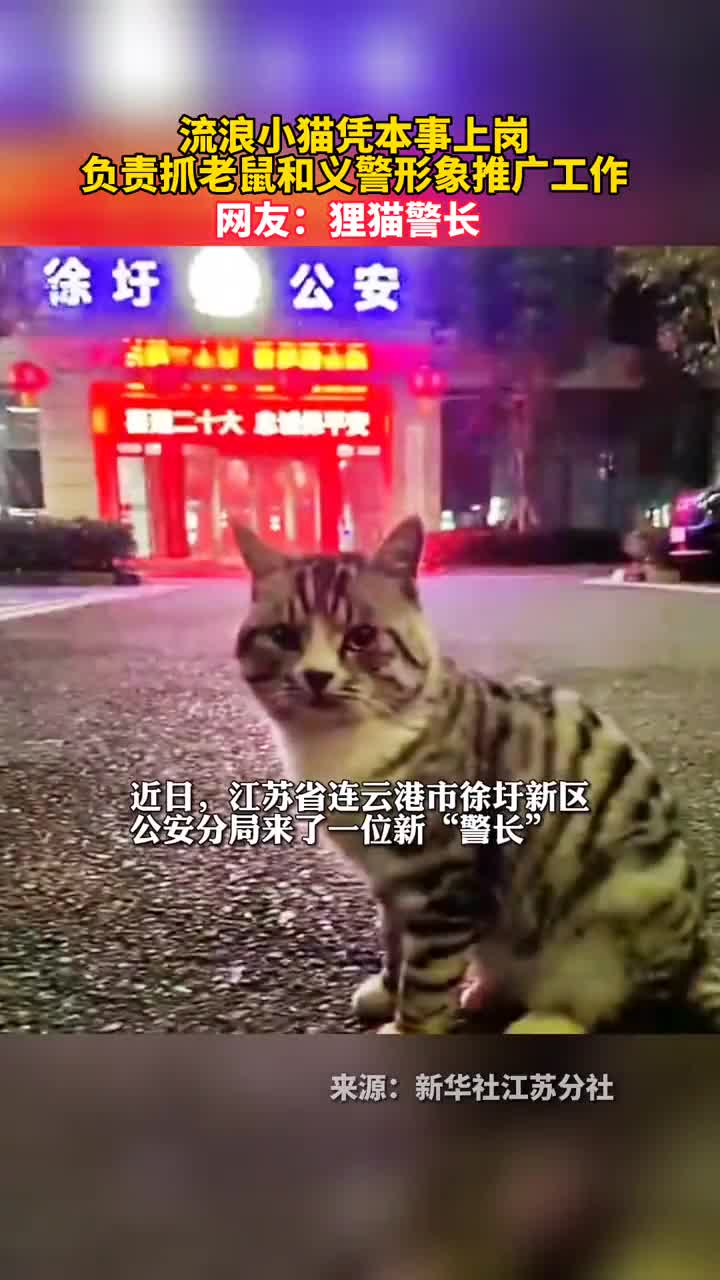 流浪小猫凭本事上岗负责抓老鼠和义警形象推广工作网友狸猫警长