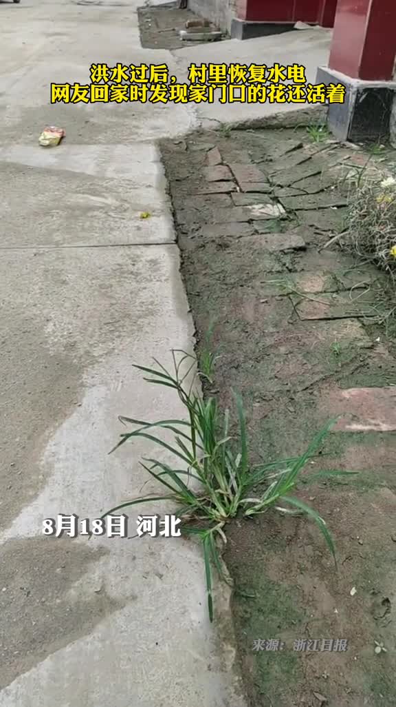 洪水过后网友回家时发现家门口的花还活着