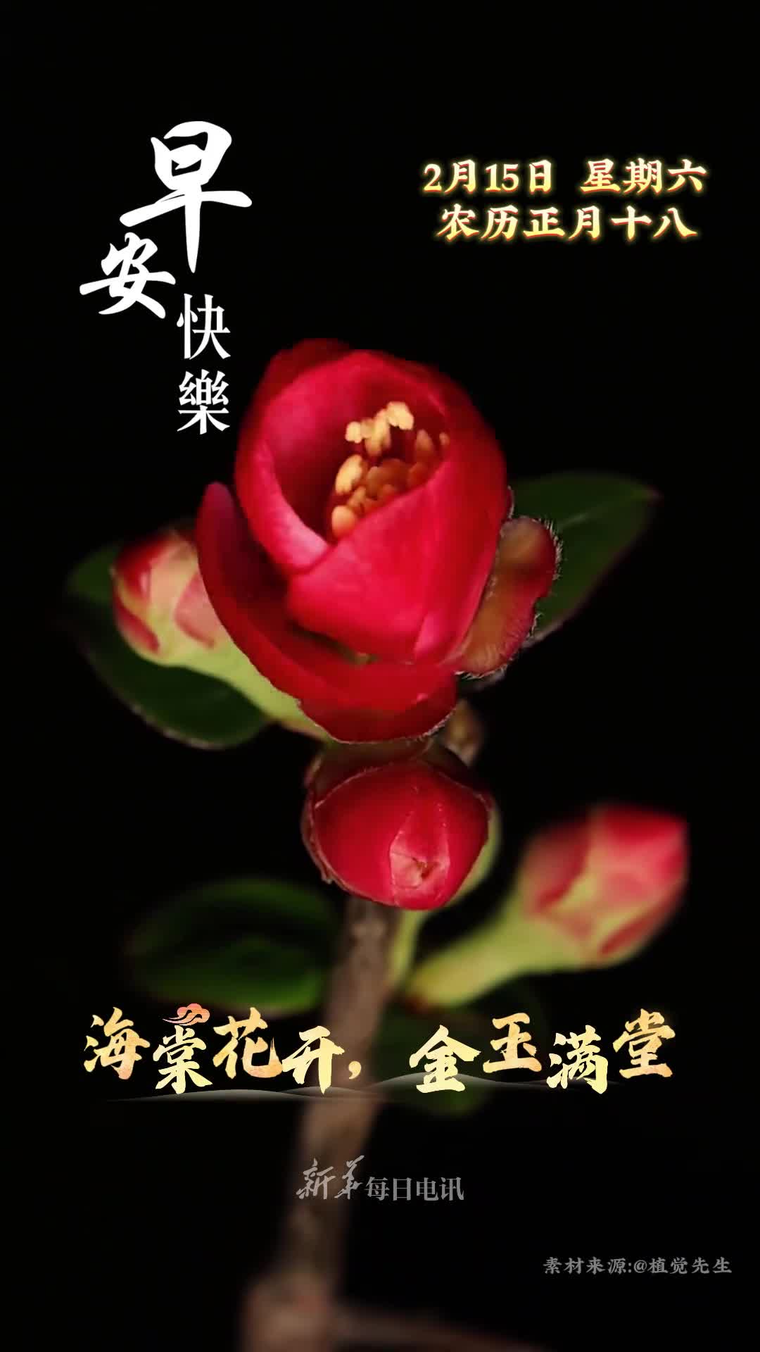 海棠花开金玉满堂今天是正月十八祝您和家人八面来财福星高照早安