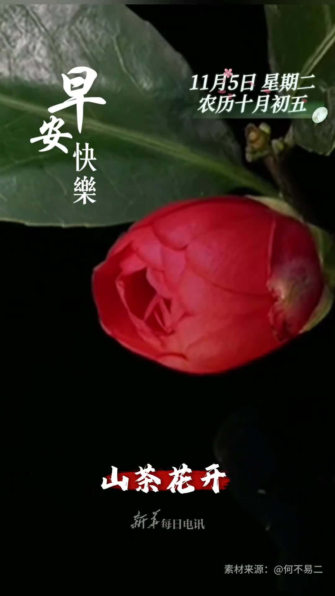 山茶花开迎门见喜新的一天开始祝您和家人健康平安笑口常开早安