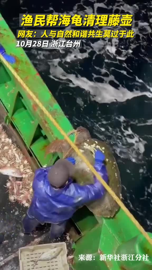 暖心浙江渔民捕捞上大海龟将海龟背上的藤壶清理干净后放归大海