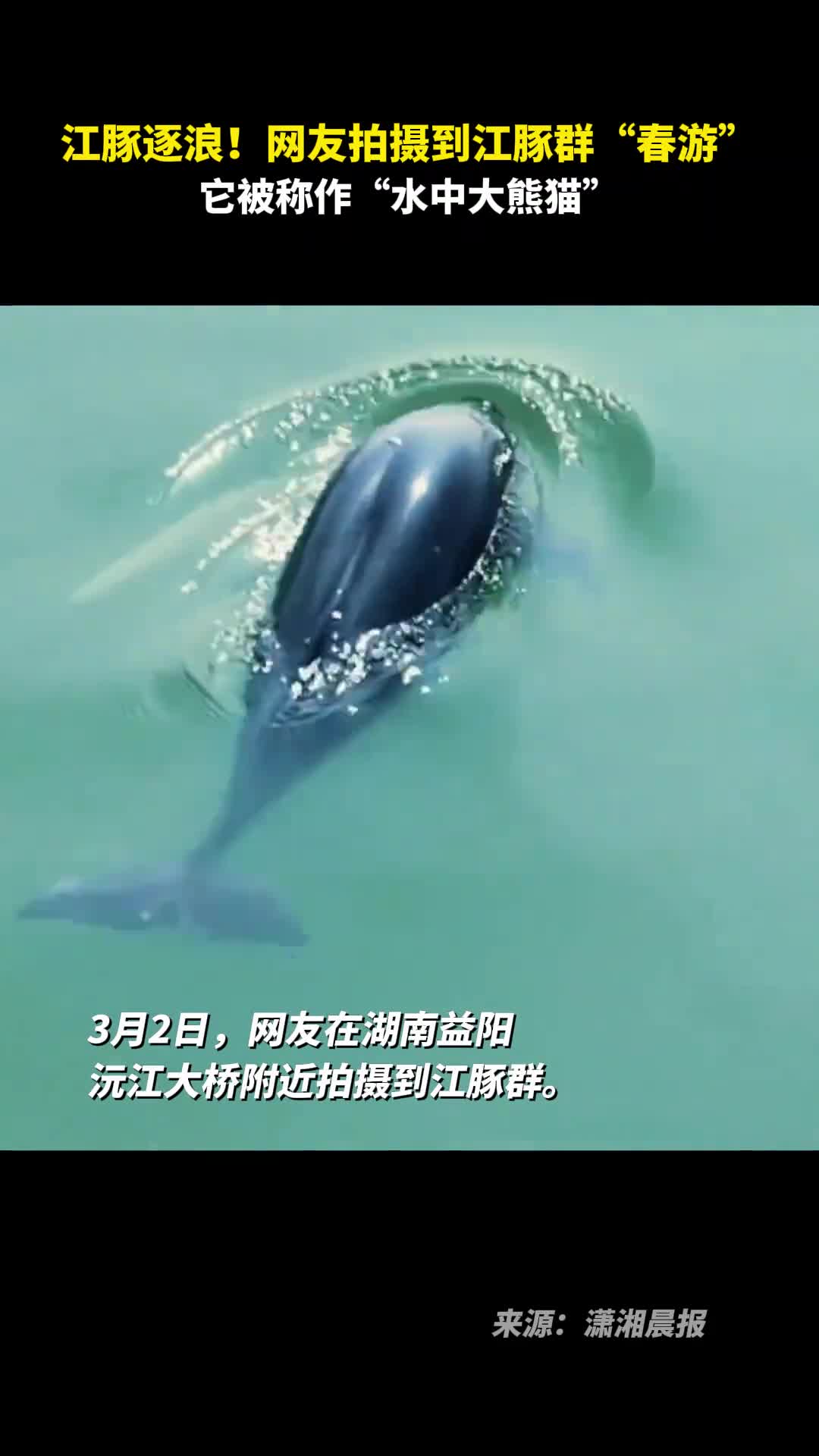 江豚逐浪网友拍摄到江豚群春游它被称作水中大熊猫
