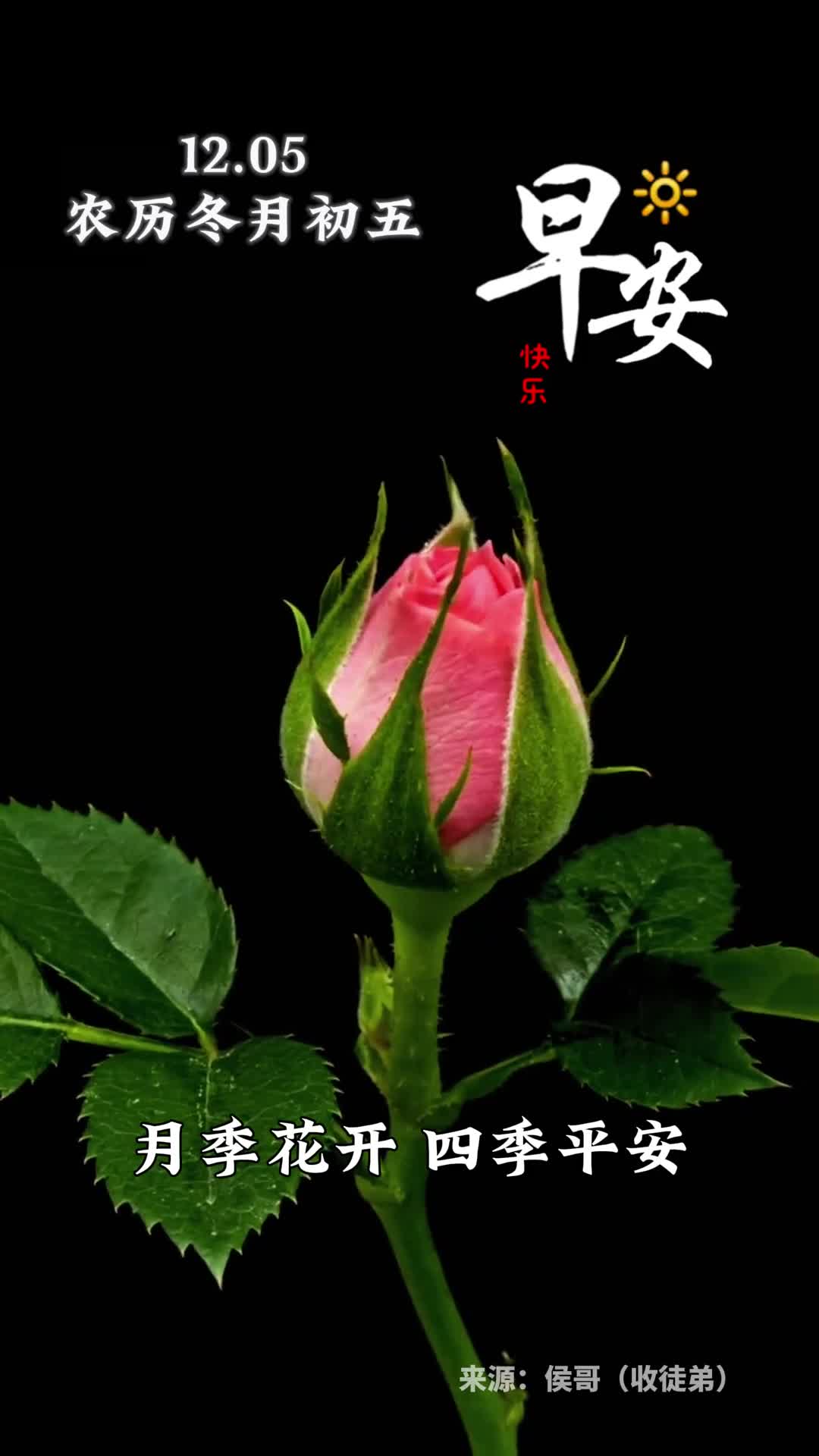 月季花开四季平安新的一天愿您大吉大利好运常在早安