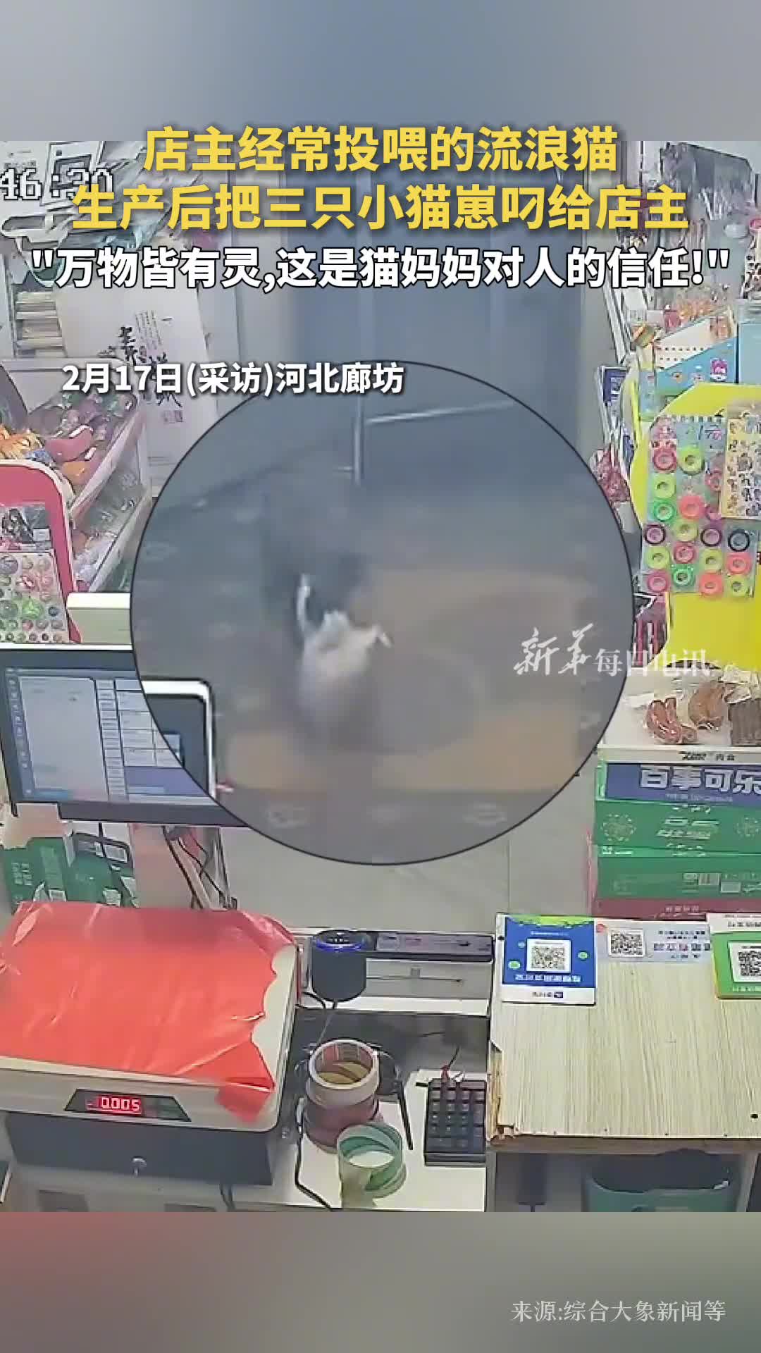 店主经常投喂的流浪猫生产后把三只小猫崽叼给店主万物皆有灵这是猫妈妈对人的信任
