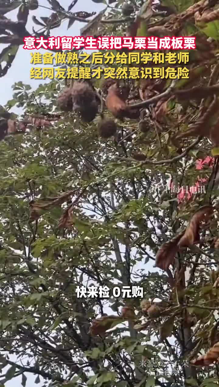意大利留学生误把马栗当成板栗准备做熟之后分给同学和老师经网友提醒才突然意识到危险金五朵