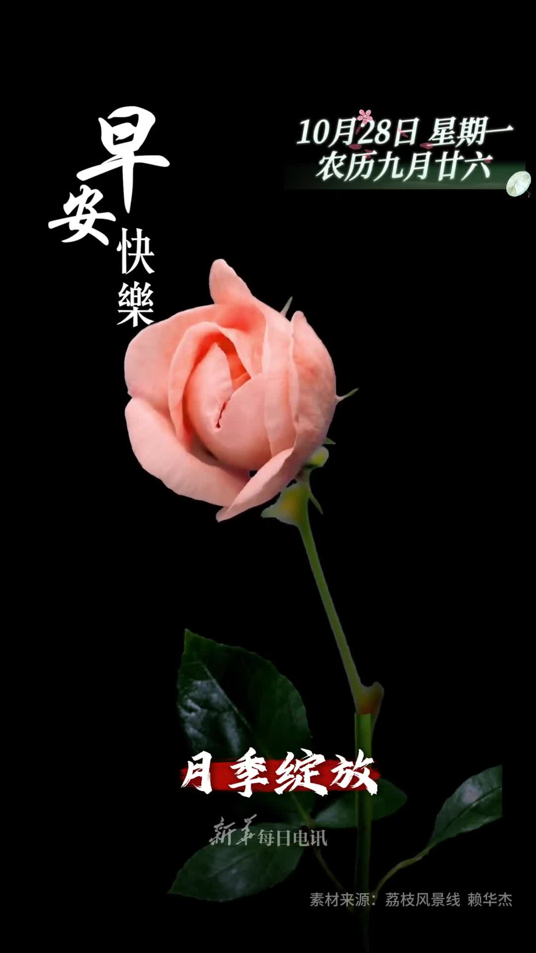 月季绽放四季安康今天是农历九月二十六祝您和家人吉祥如意六六大顺早安