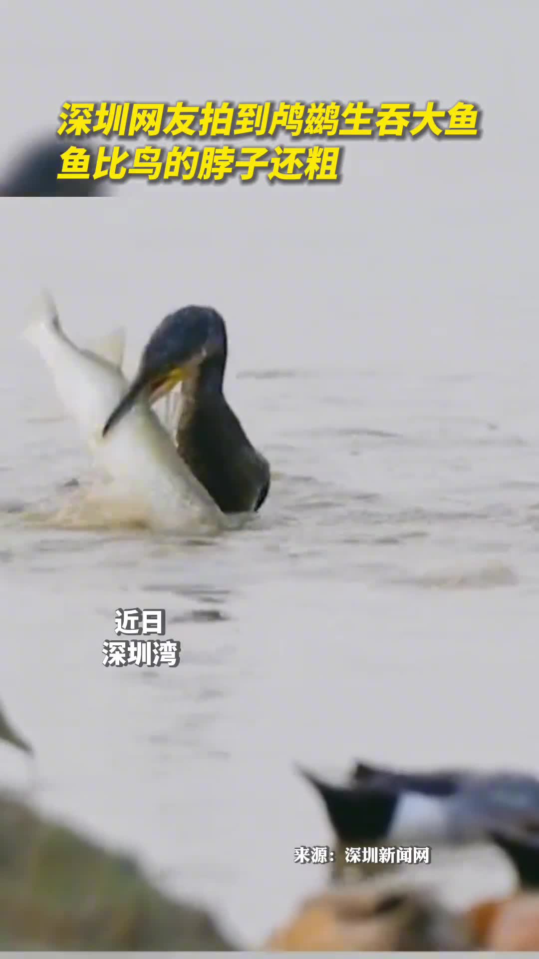 深圳网友拍到鸬鹚生吞大鱼鱼比鸟的脖子还粗