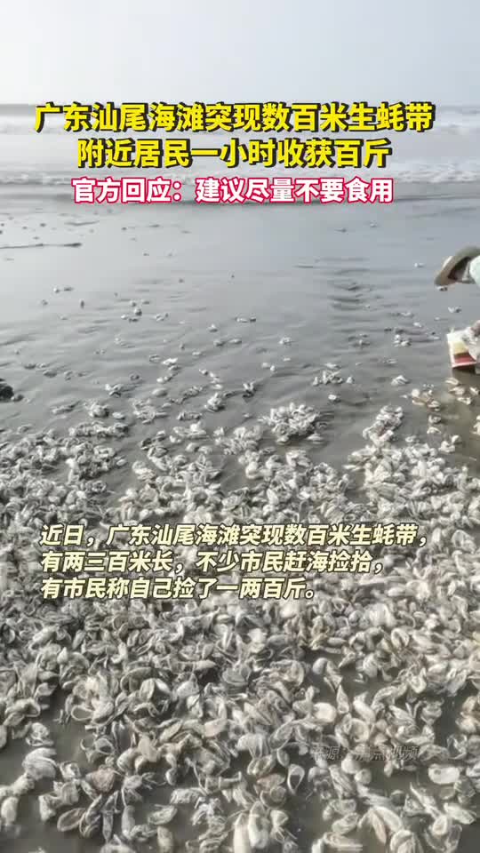 广东汕尾海滩突现数百米生蚝带附近居民一小时收获百斤官方回应建议尽量不要食用