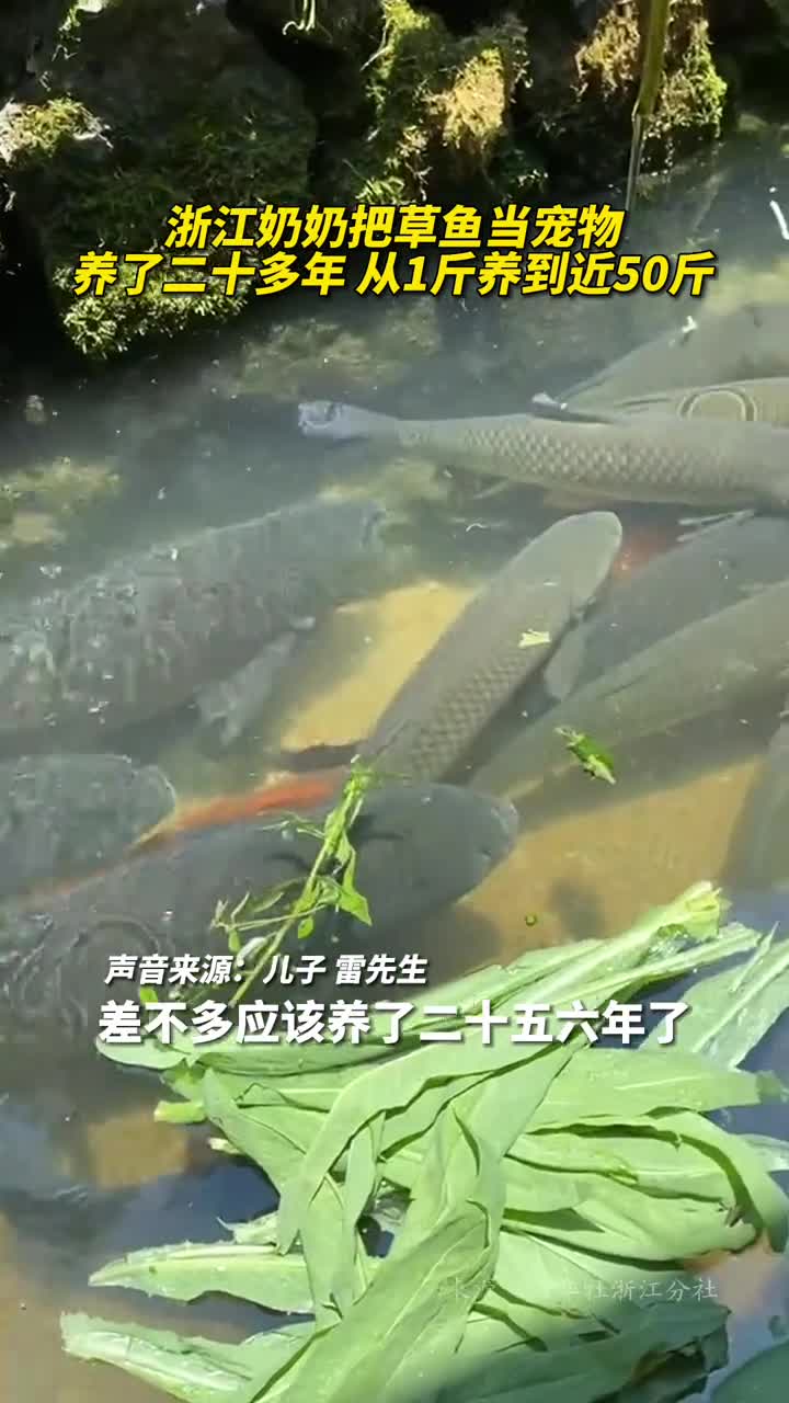 浙江奶奶把草鱼当宠物养了二十多年从1斤养到近50斤