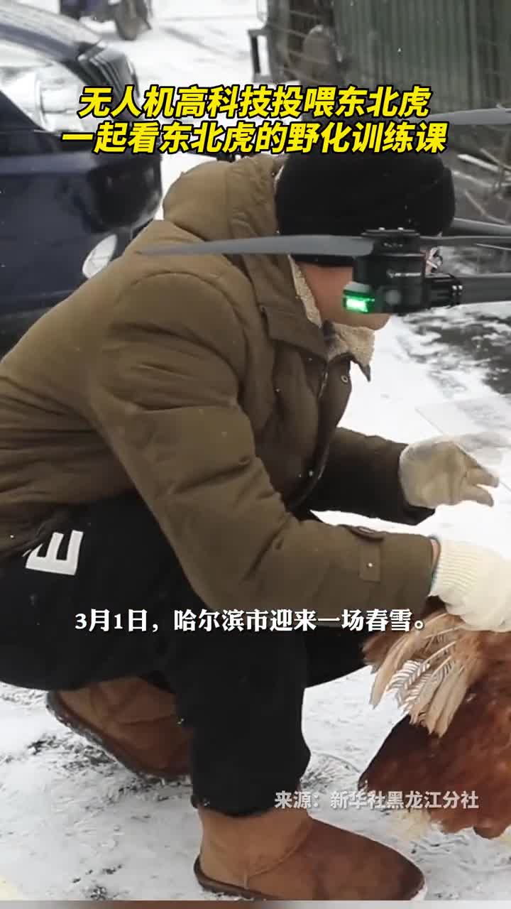 无人机高科技投喂东北虎一起看东北虎的野化训练课