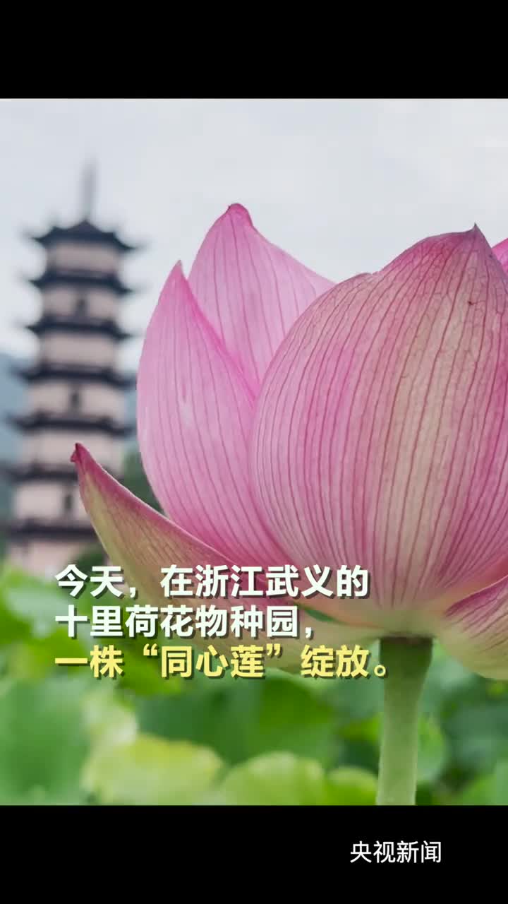 比并蒂莲更罕见生长概率百万分之一浙江武义发现同心莲