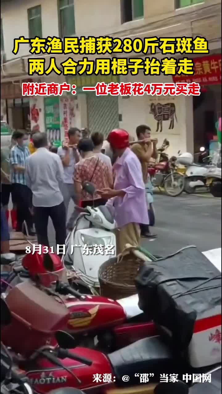广东渔民捕获280斤石斑鱼两人合力用棍子抬着走附近商户一位老板花4万元买走