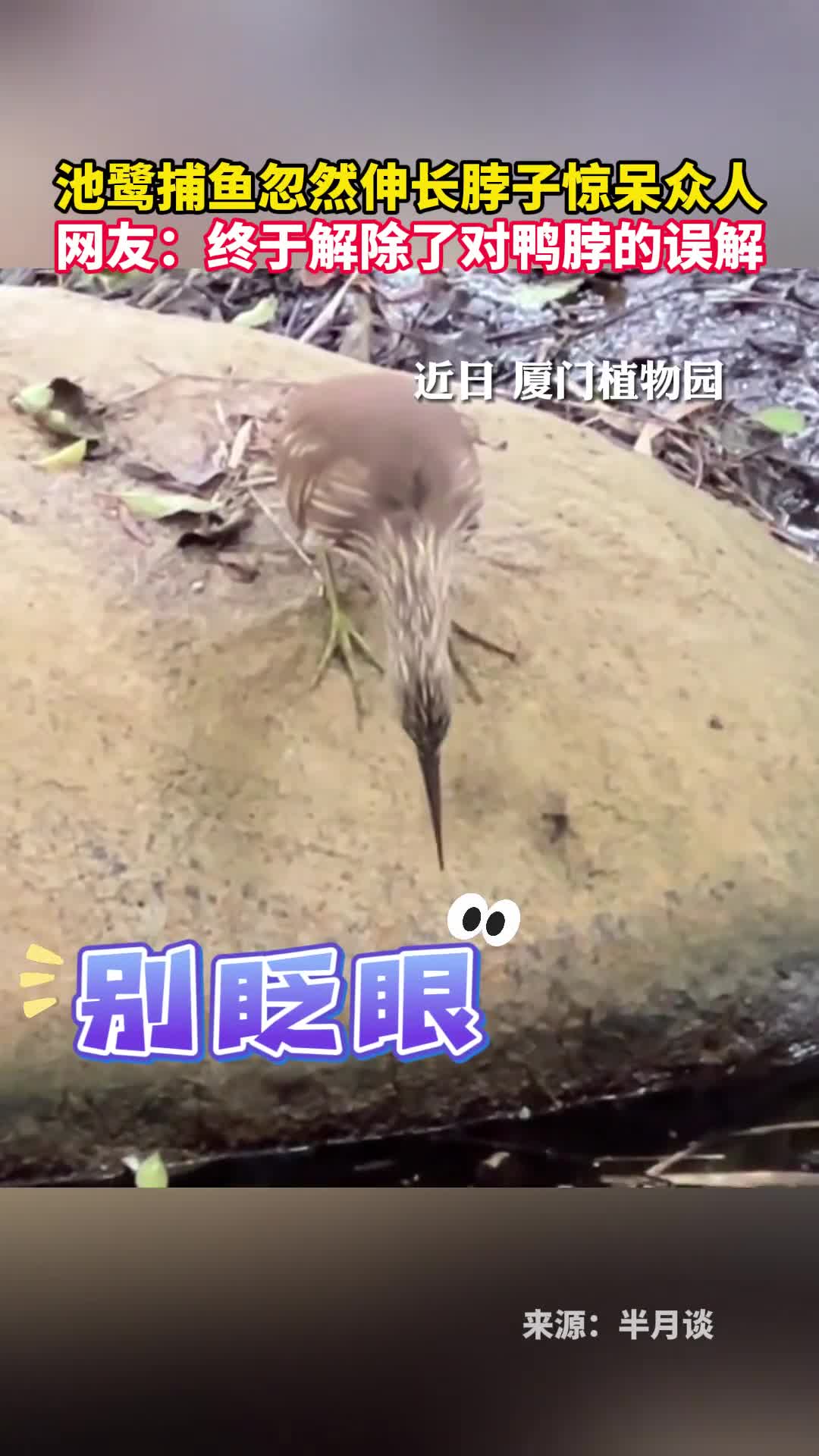 池鹭捕鱼忽然伸长脖子惊呆众人网友终于解除了对鸭脖的误解