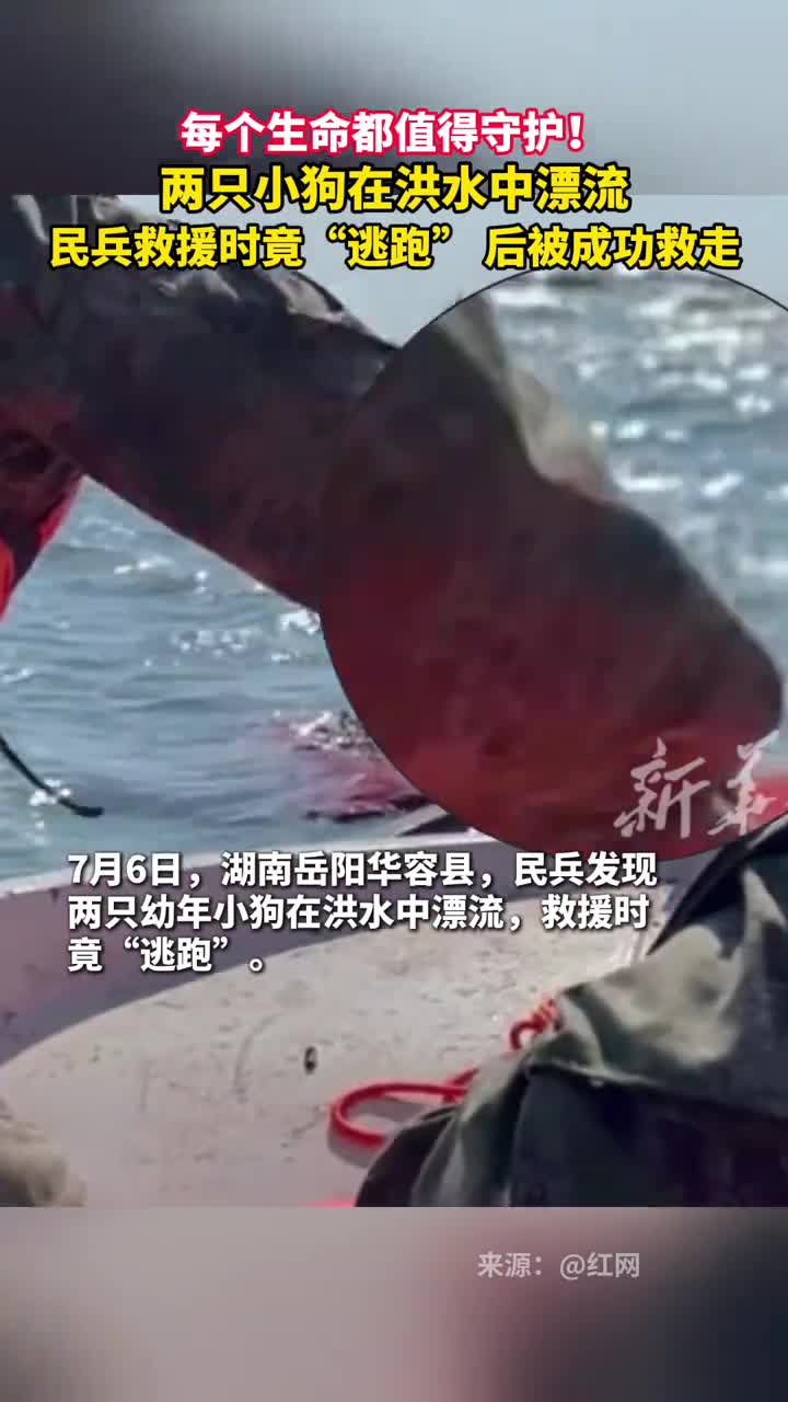 每个生命都值得守护两只小狗在洪水中漂流民兵救援时竟逃跑后被成功救走
