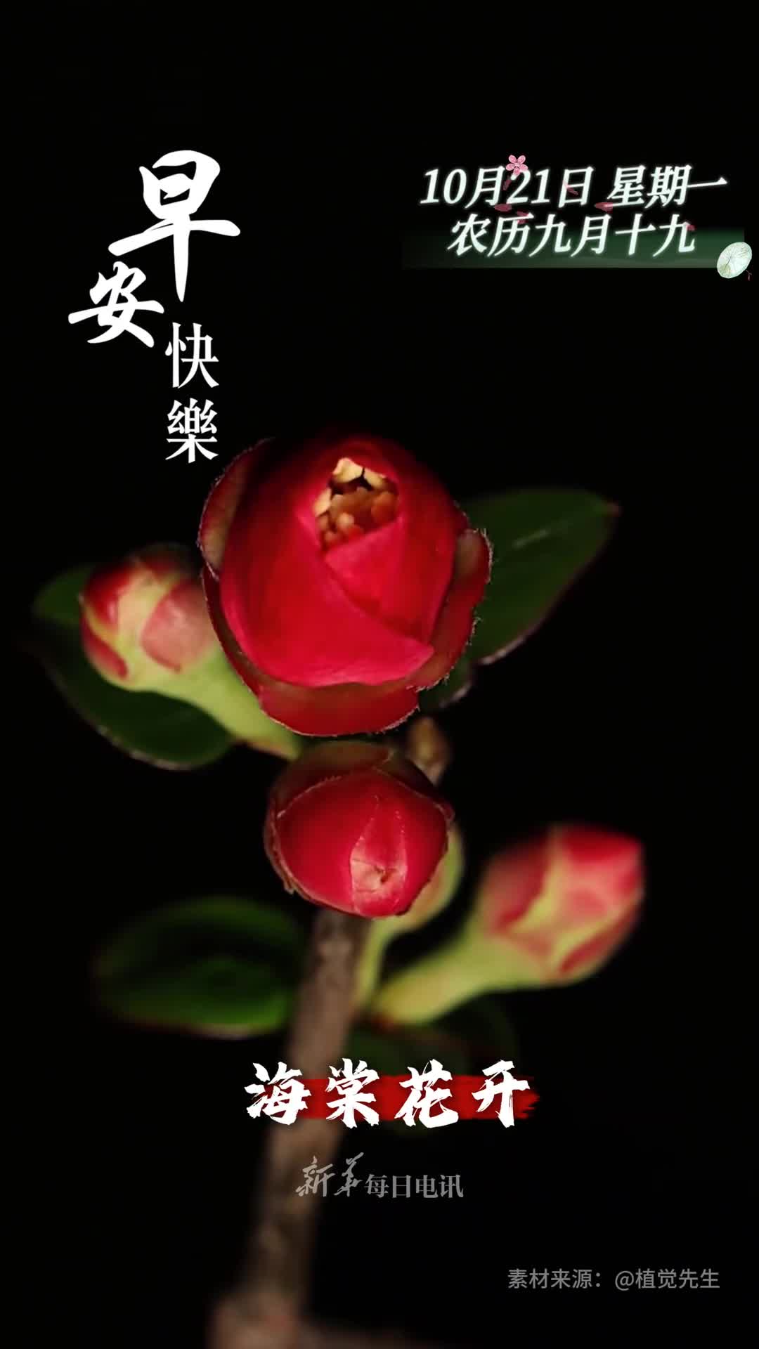 海棠花开金玉满堂今天是农历九月十九祝您和家人岁岁吉祥福寿安康早安