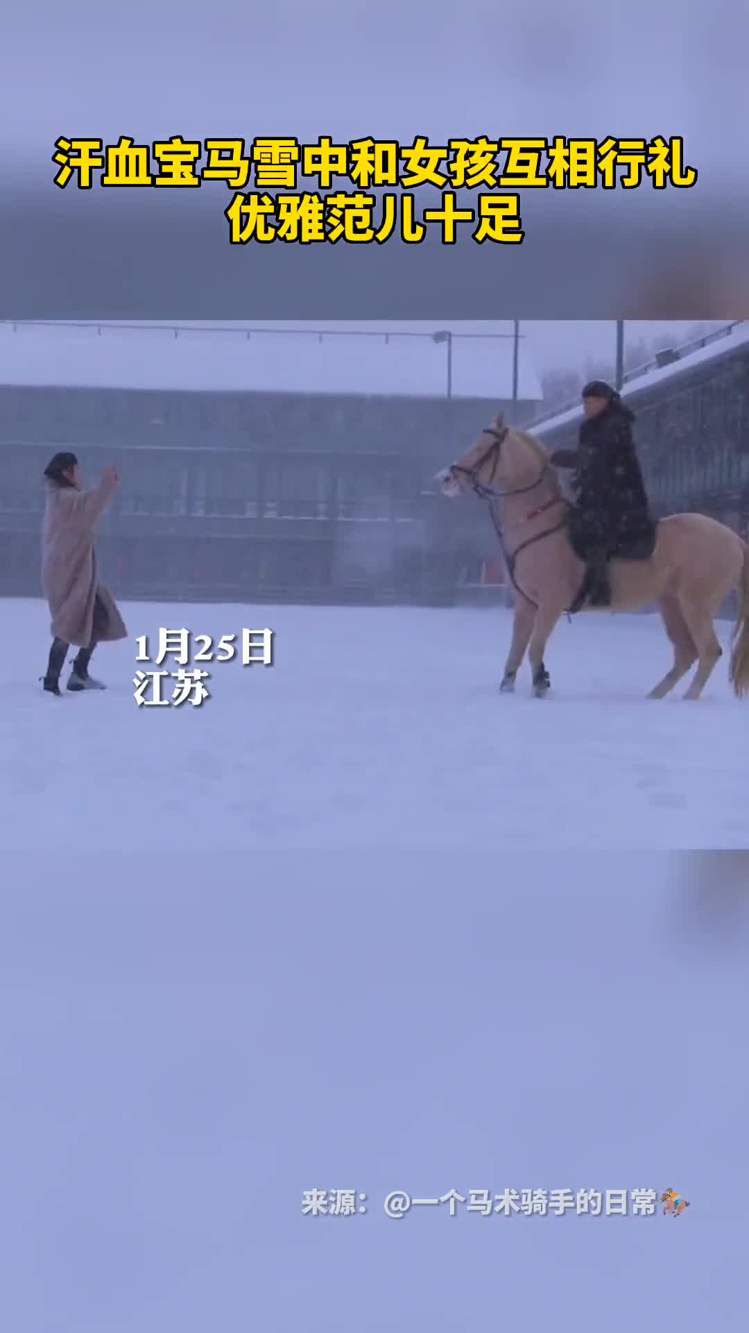 汗血宝马雪中和女孩互相行礼优雅范儿十足