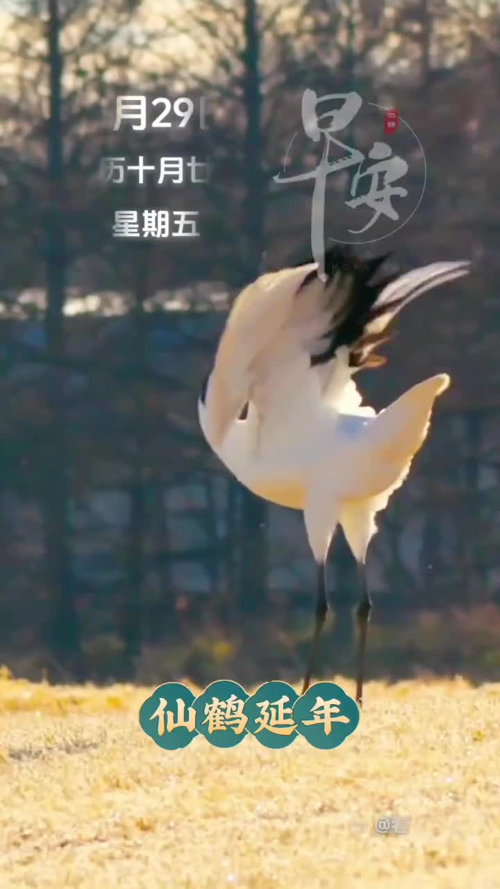 新的一天祝您和家人福星高照健康长寿早安