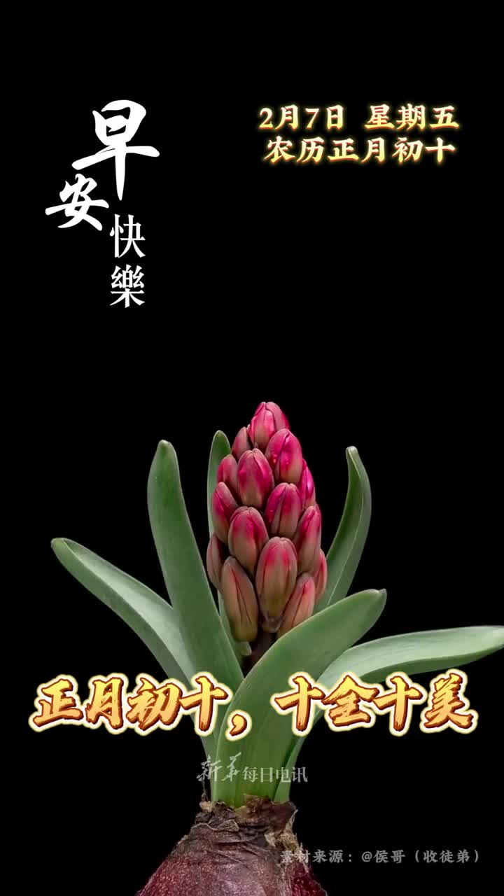 正月初十十全十美风信子开诸事圆满恭祝您和家人顺心如意大吉大利早安