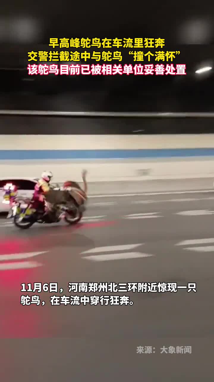 早高峰鸵鸟在车流里狂奔交警拦截途中与鸵鸟撞个满怀该鸵鸟目前已被相关单位妥善处置