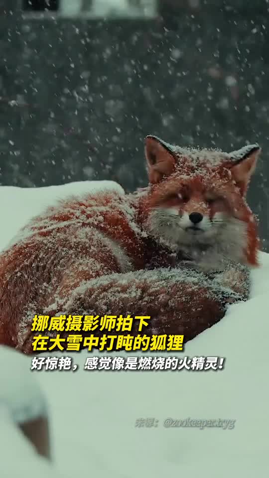 挪威摄影师拍下大雪中打盹的狐狸如白色天地中的一团火焰