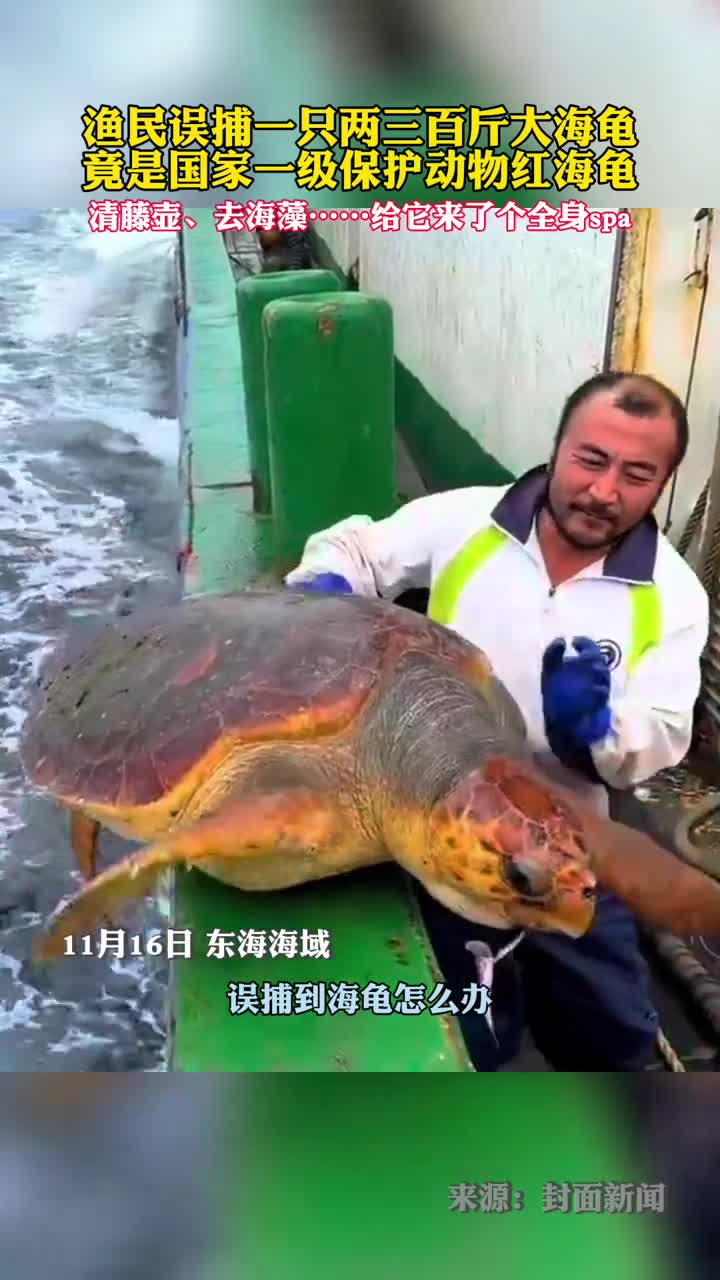 渔民误捕一只两三百斤大海龟竟是国家一级保护动物红海龟