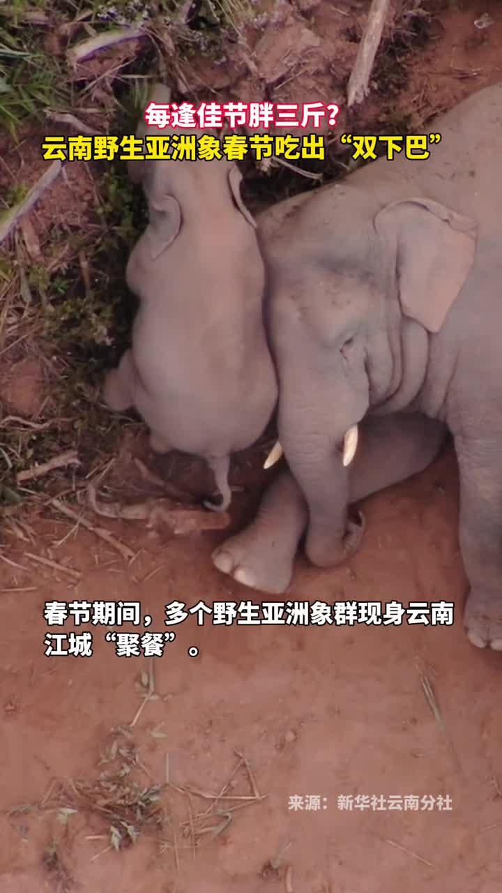 每逢佳节胖三斤云南野生亚洲象春节吃出双下巴