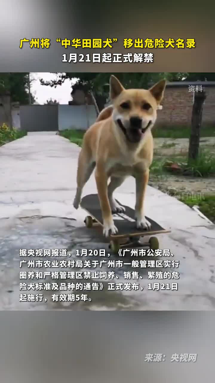 广州将中华田园犬移出危险犬名录1月21日起正式解禁