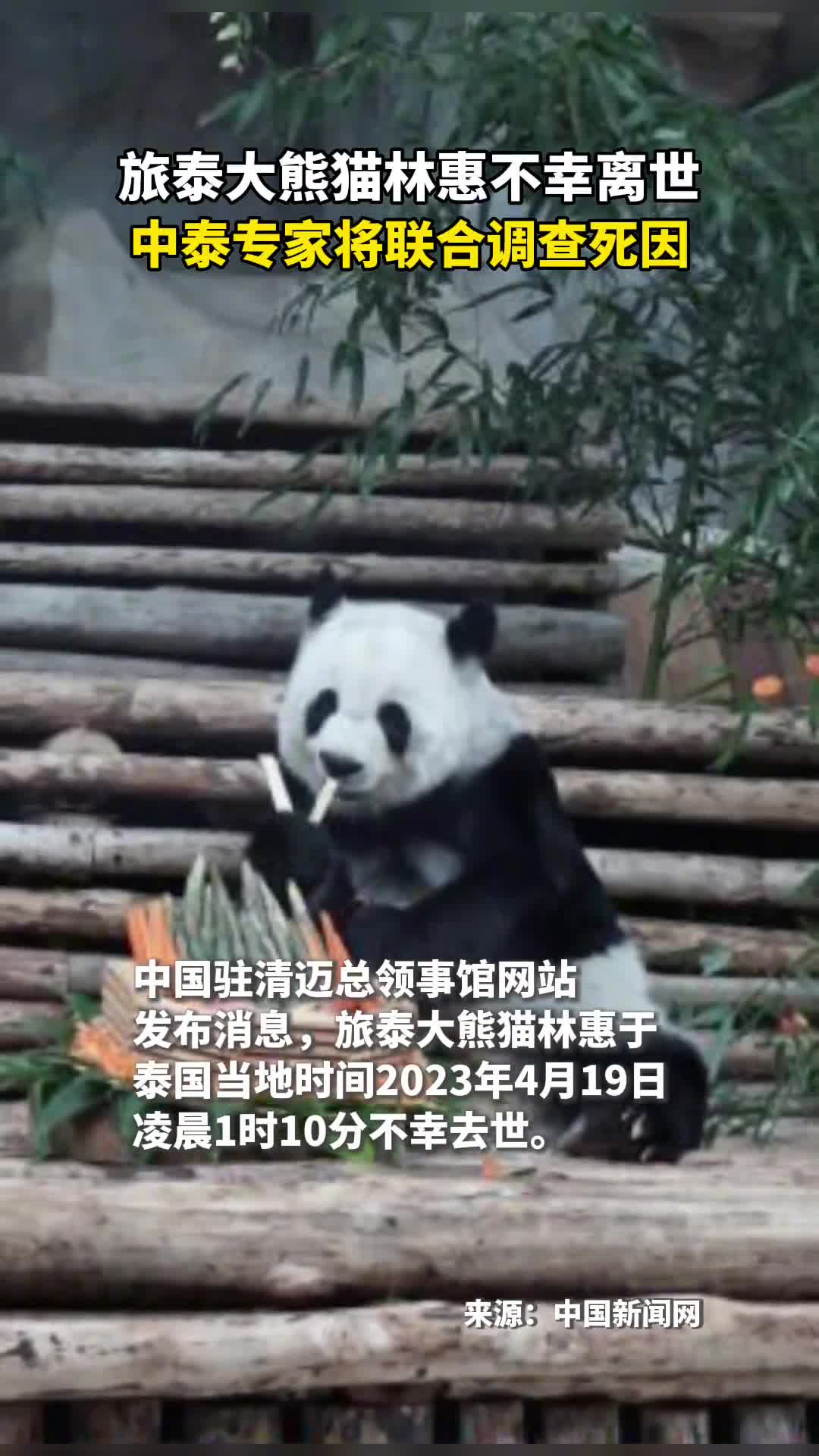 旅泰大熊猫林惠不幸离世中泰专家将联合调查死因