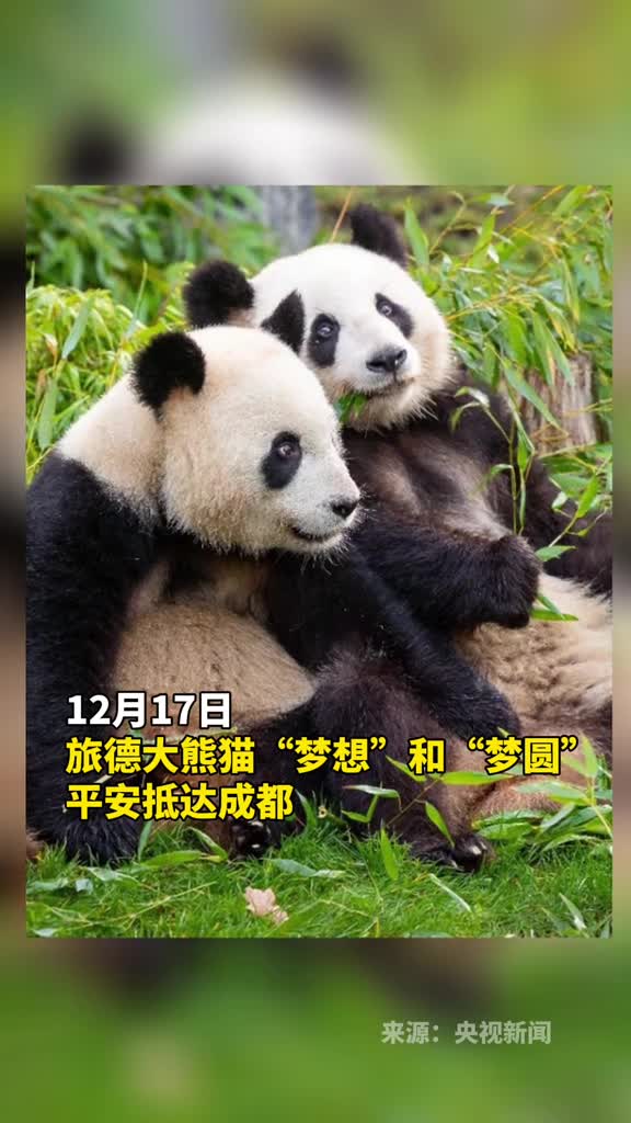 旅德大熊猫梦想和梦圆平安抵达成都
