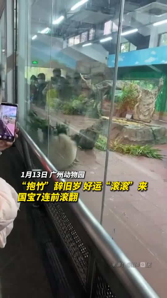 抱竹辞旧岁好运滚滚来国宝7连前滚翻