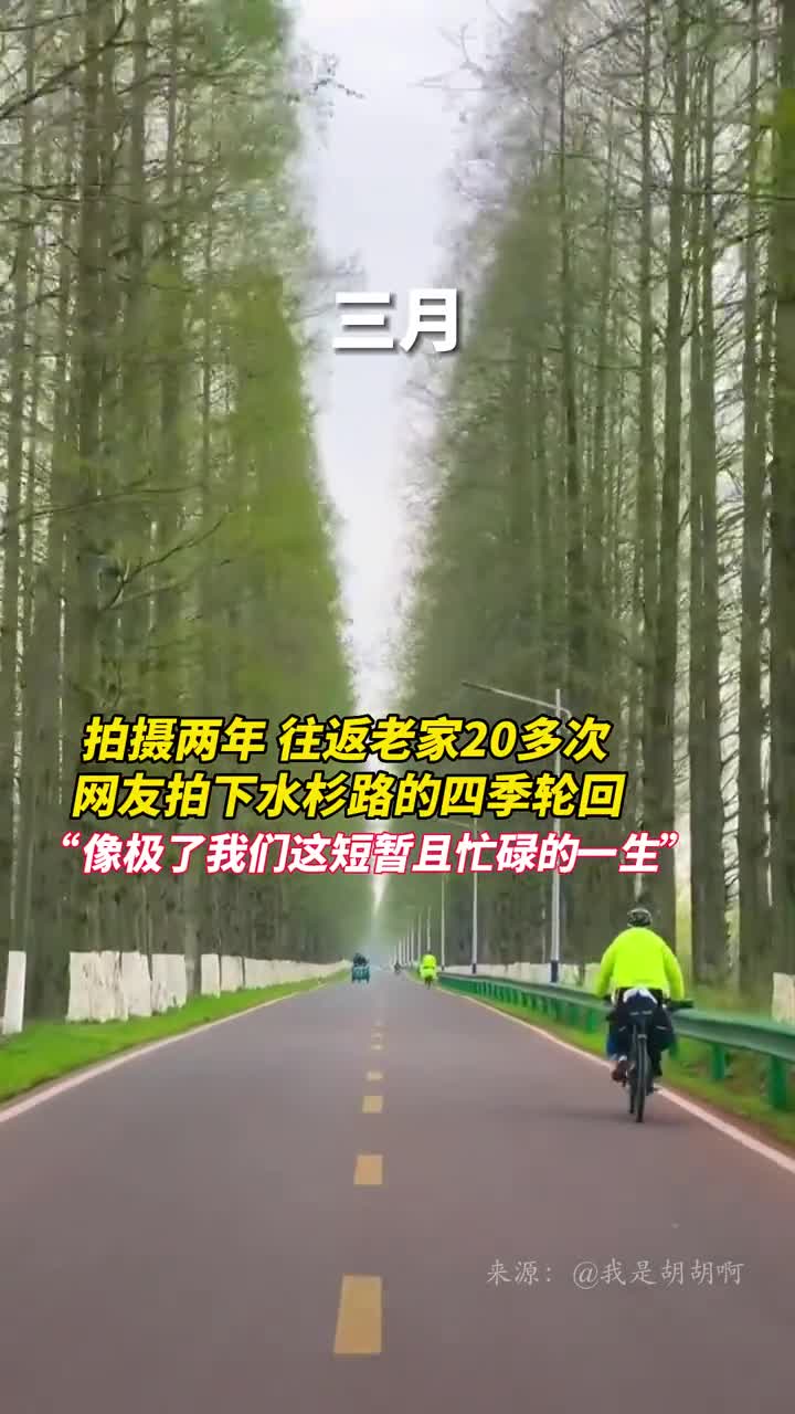 拍摄两年往返老家20多次网友拍下水杉路的四季轮回像极了我们这短暂且忙碌的一生