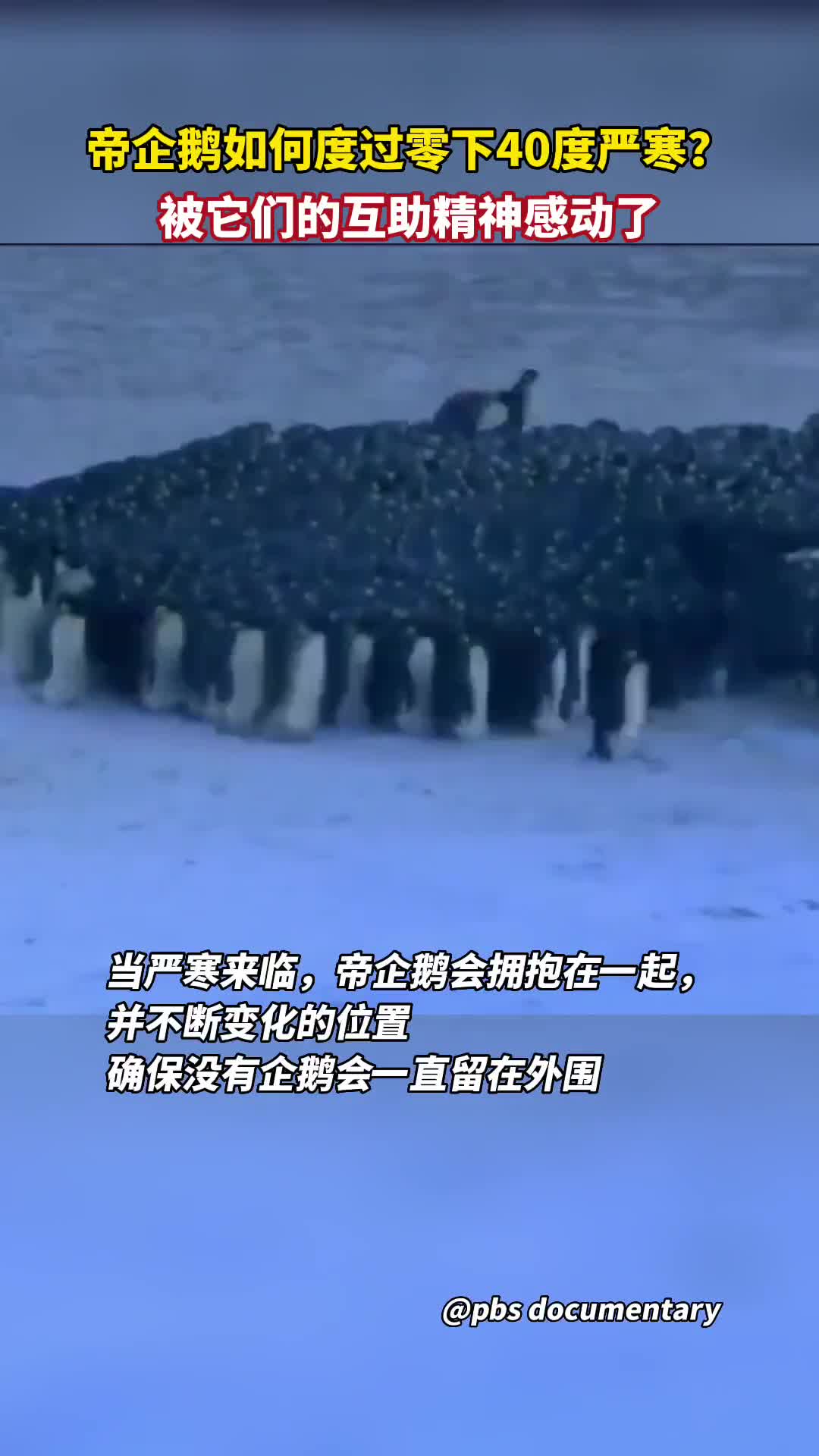 帝企鹅如何度过零下40度严寒被它们的互助精神感动了