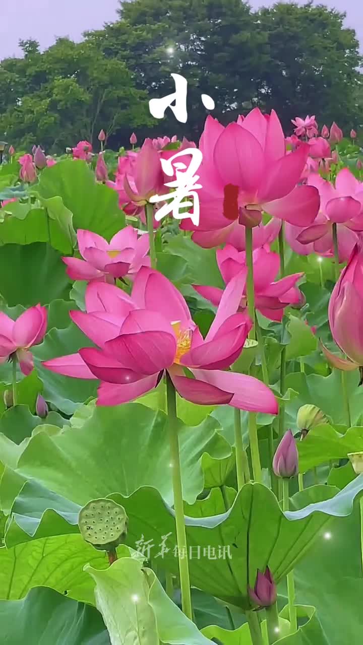 暑期渐盛愿你眼中有美景心中有清凉暑不尽快乐暑不完好运小暑安康吉祥