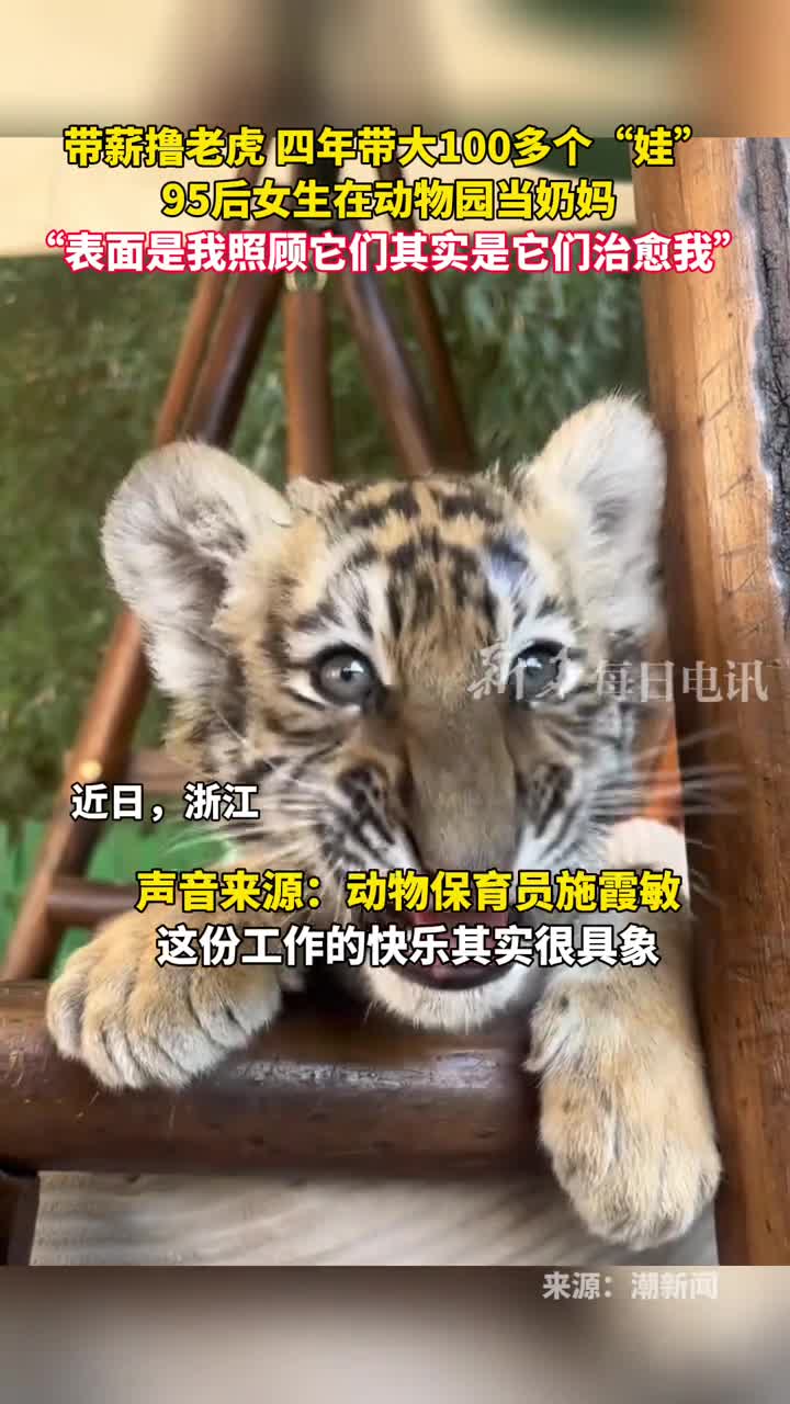 带薪撸老虎四年带大100多个娃95后女生在动物园当奶妈表面是我照顾它们其实是它们治愈我