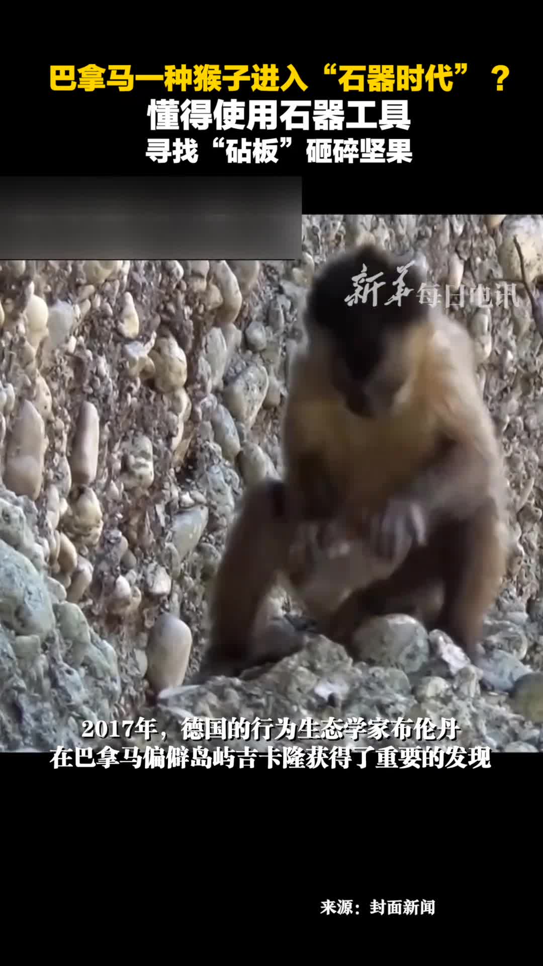 巴拿马一种猴子进入石器时代懂得使用石器工具寻找砧板砸碎坚果