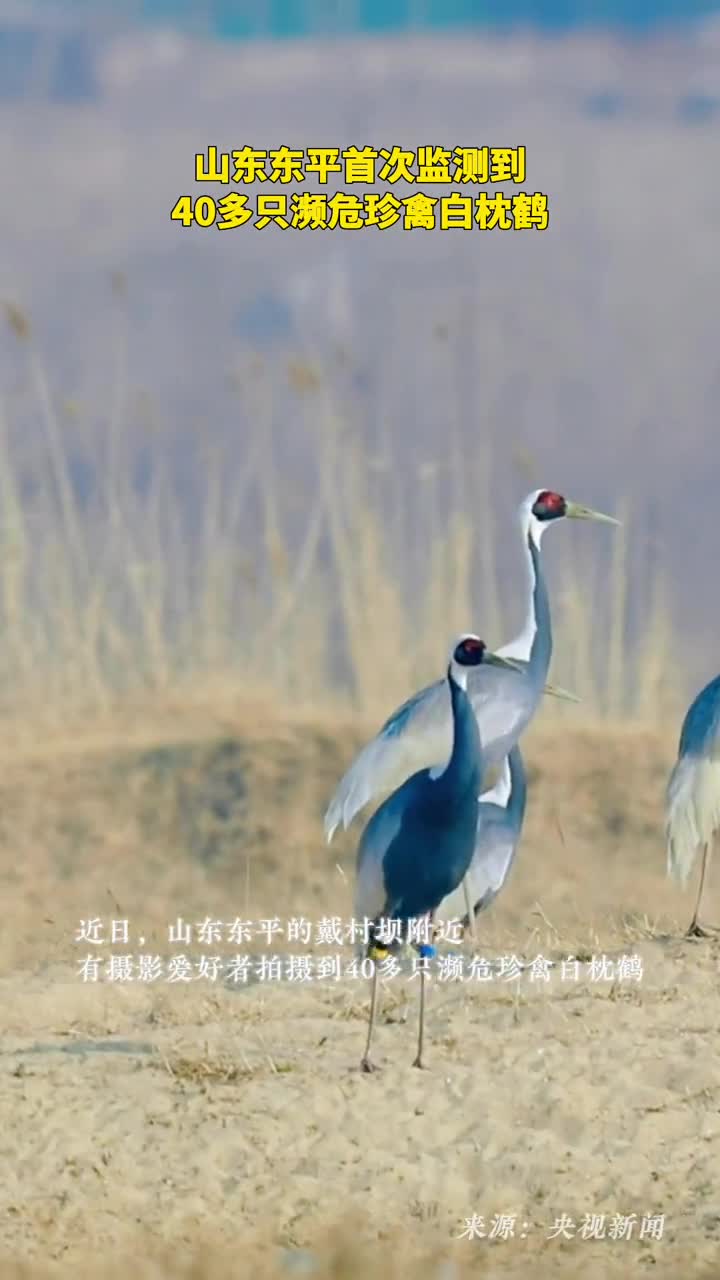 山东泰安东平首次监测到40多只濒危珍禽白枕鹤