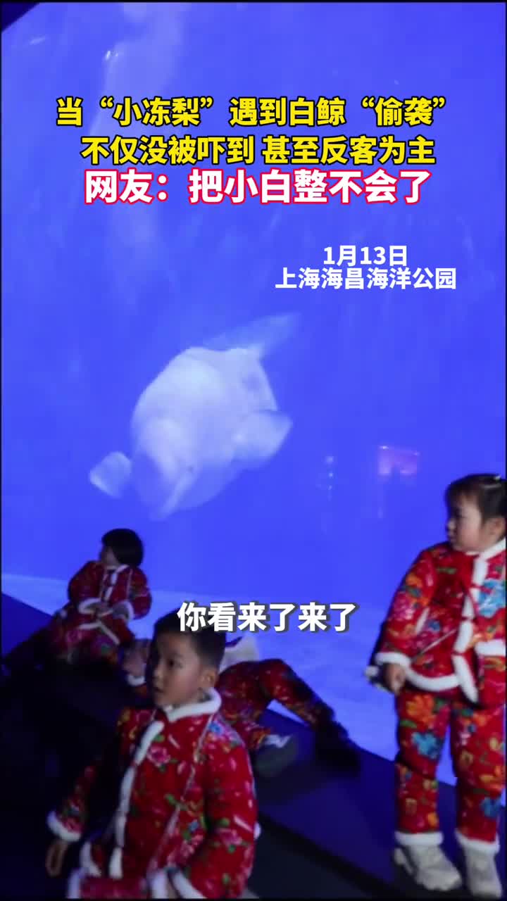 当小冻梨遇到白鲸偷袭不仅没被吓到甚至反客为主网友把小白整不会了